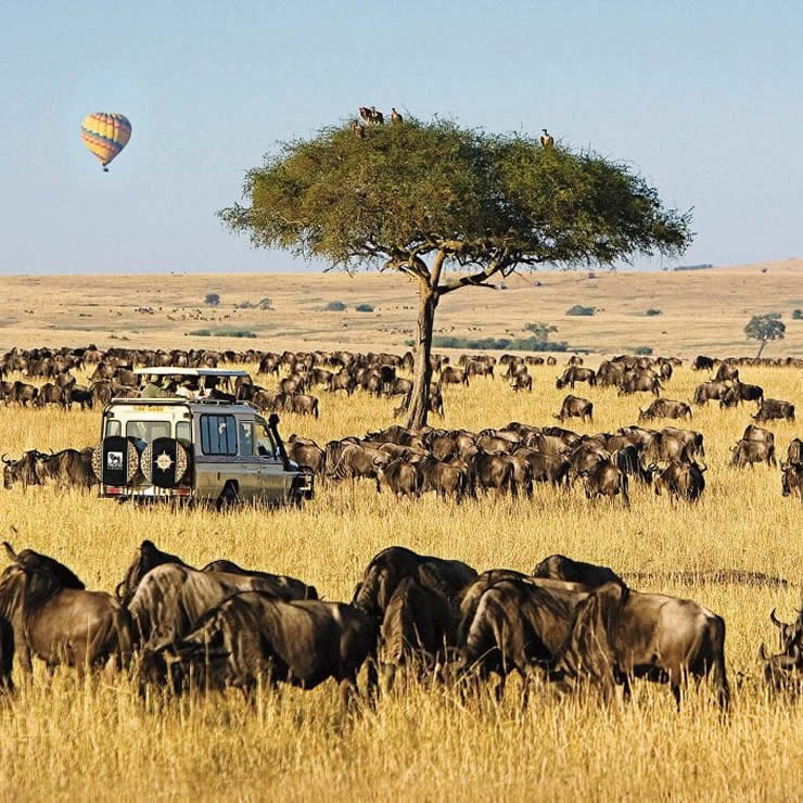 Migration Safaris