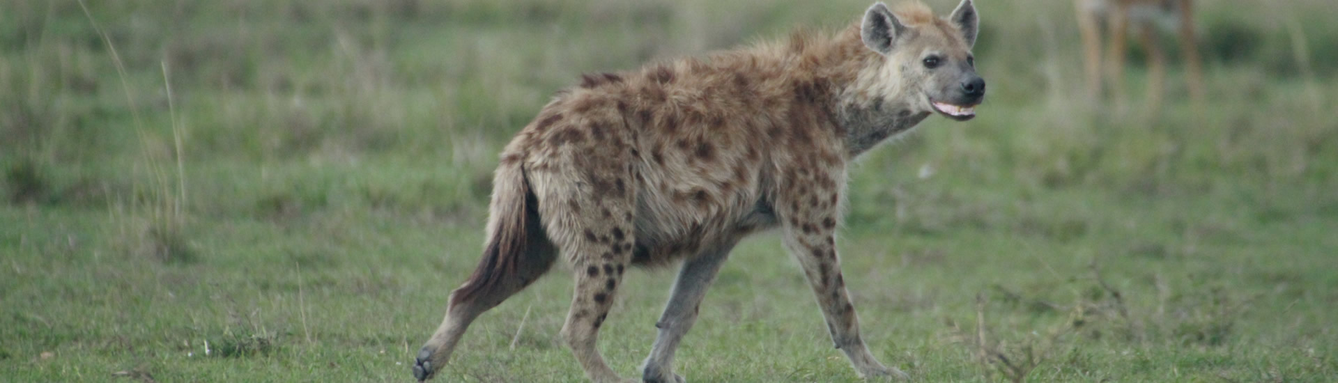 Amboseli Exploration