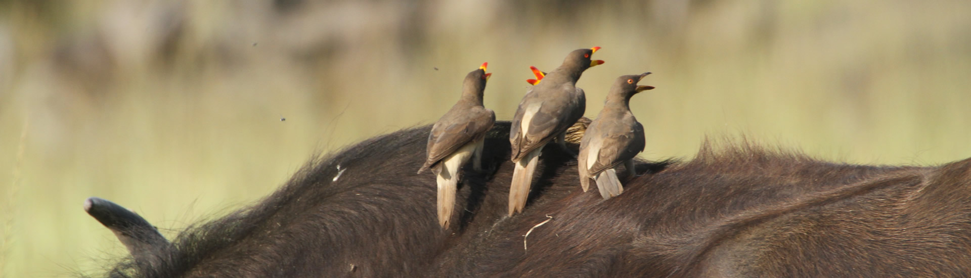 Amboseli Tsavo  Diani