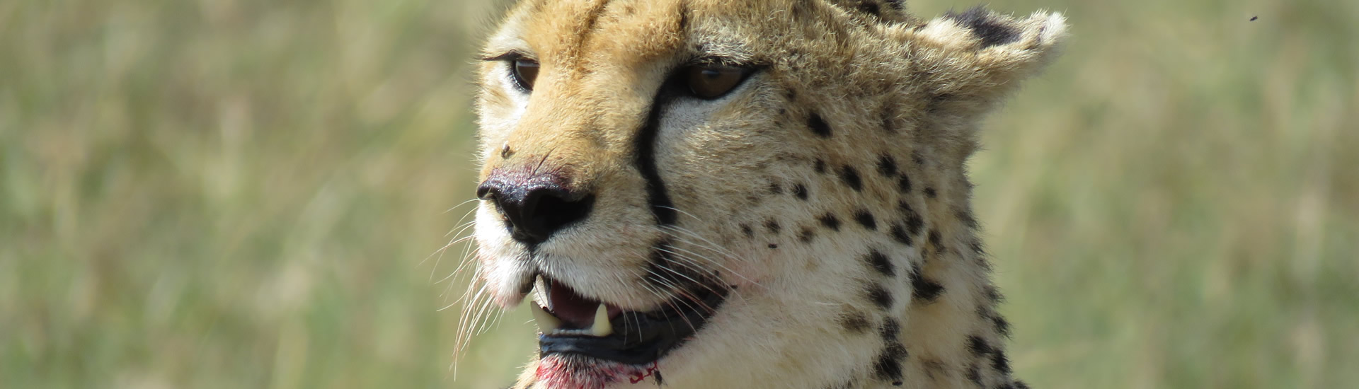 Kenya Tanzania Safari