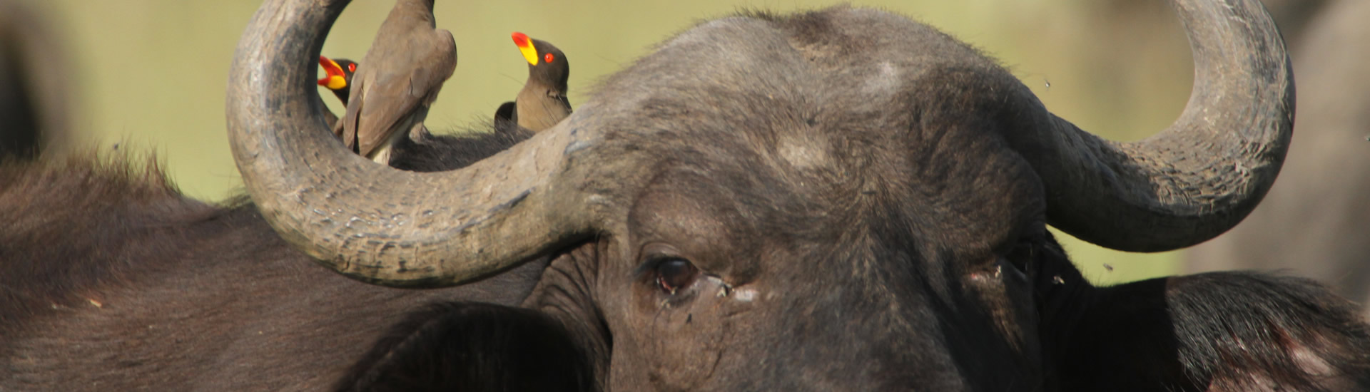 Kenya Classic Safari