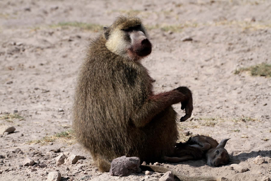 Amboseli Exploration