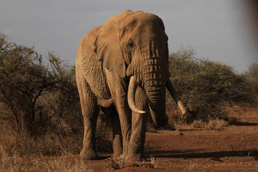 Amboseli Tsavo  Diani