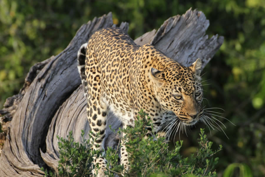 Ol pejeta Highlight Safari